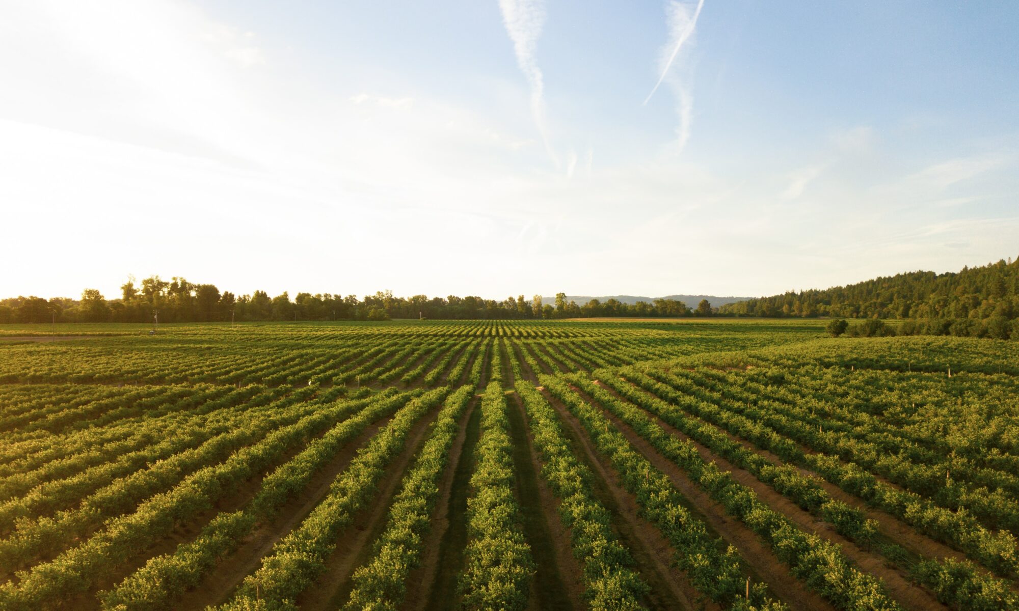 Agriculture de précision