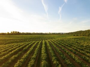 Agriculture de précision